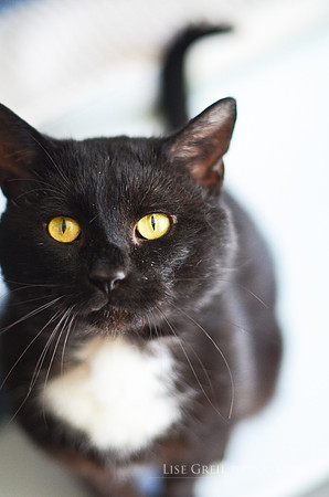 Tuxedo