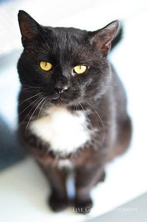 Tuxedo