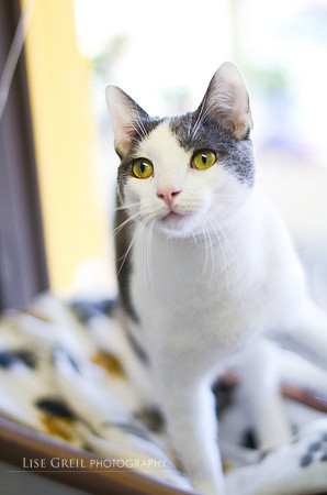 Mittens