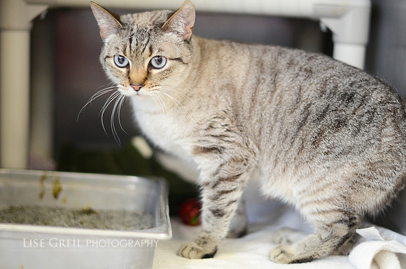 Nefertiti