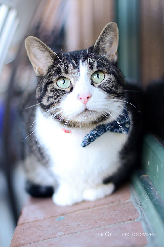 Mr Bojangles