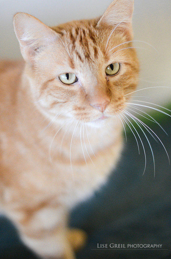 Julius