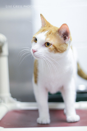 Chairman Meow
