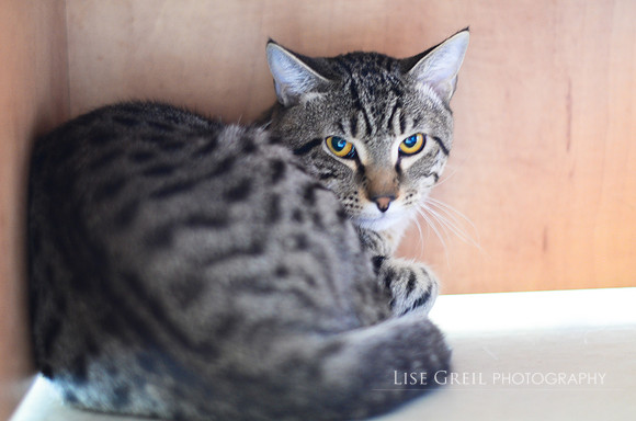 Lynx