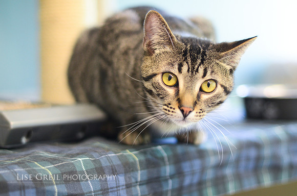 Hazel
