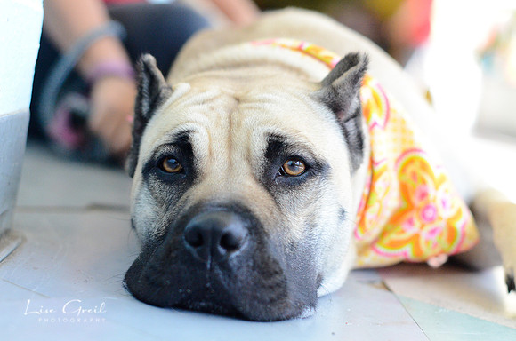 Josie