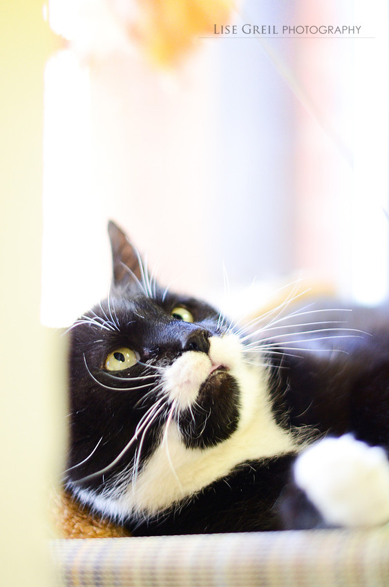 Millie