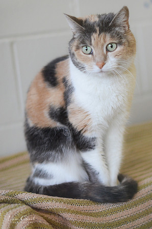 Jasmine