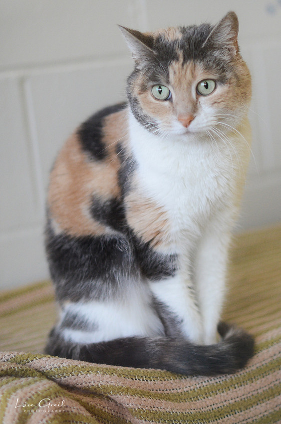 Jasmine