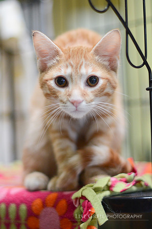Sebastian