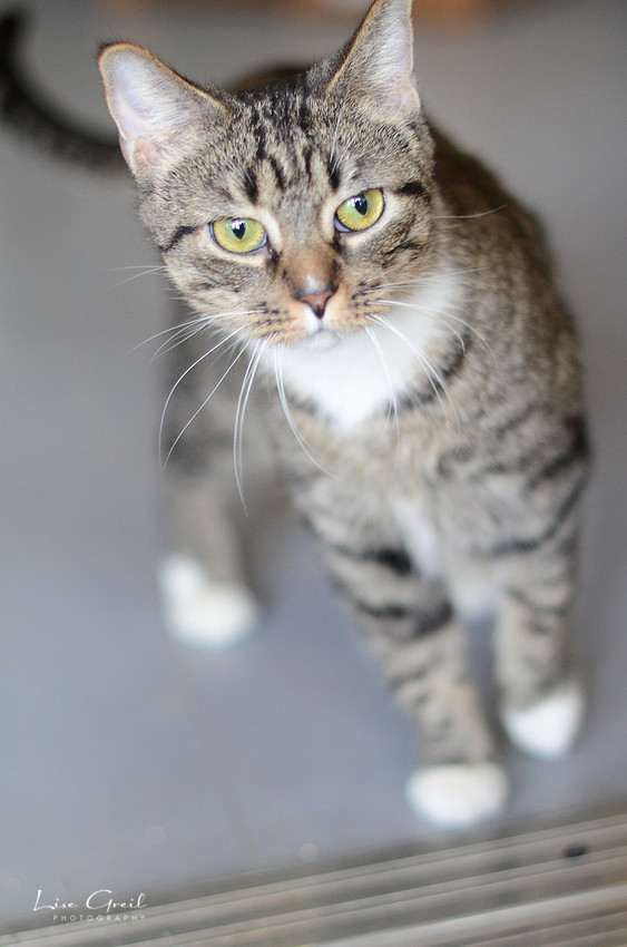 Tabitha