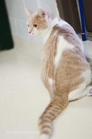 Kit