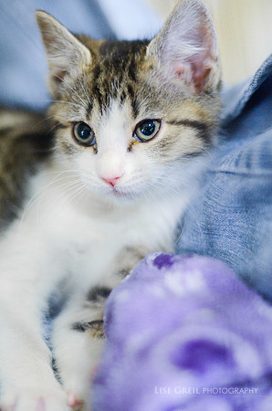 Baby Bandit