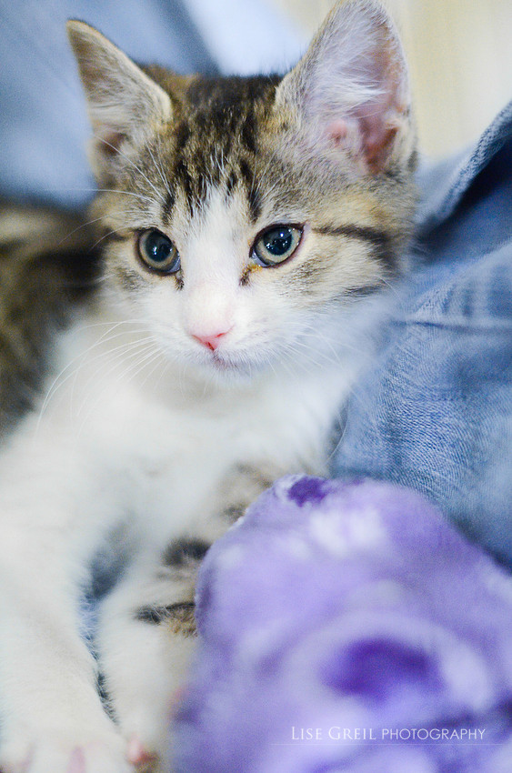 Baby Bandit