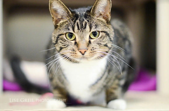 Mittens