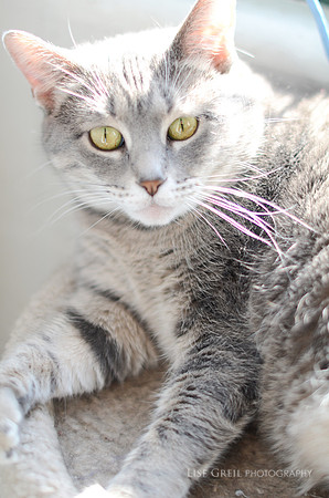 Lady Tabby Fairingway