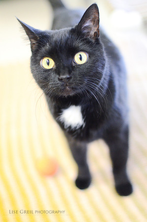 Fran