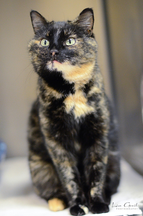 Piper