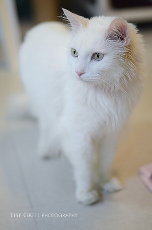 Sir Fredrick