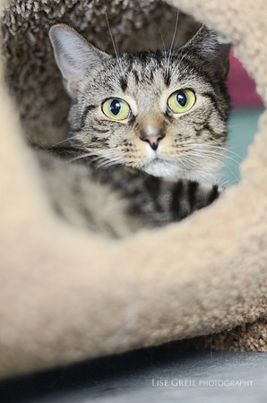 Tabitha