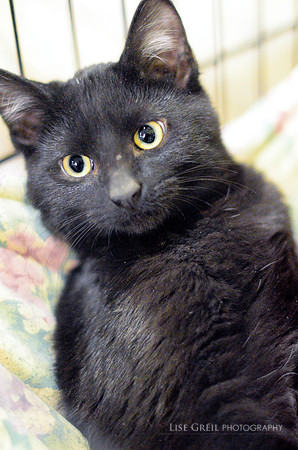 Simon