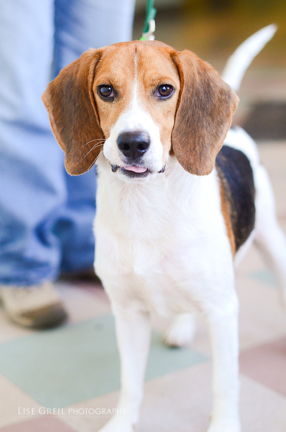 Huckleberry