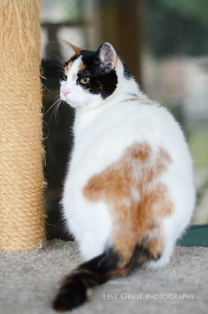 Mallow