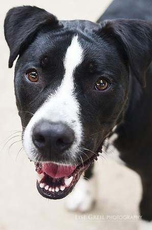 Doggle