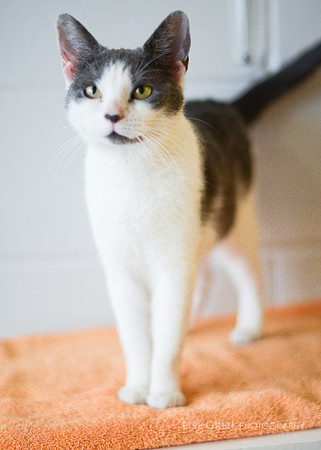 Lady Meow Meow