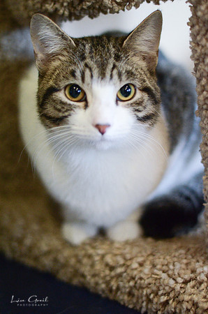 Mr Bigglesworth