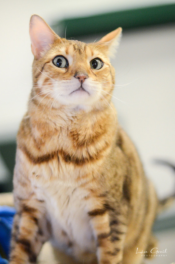 Sinbad