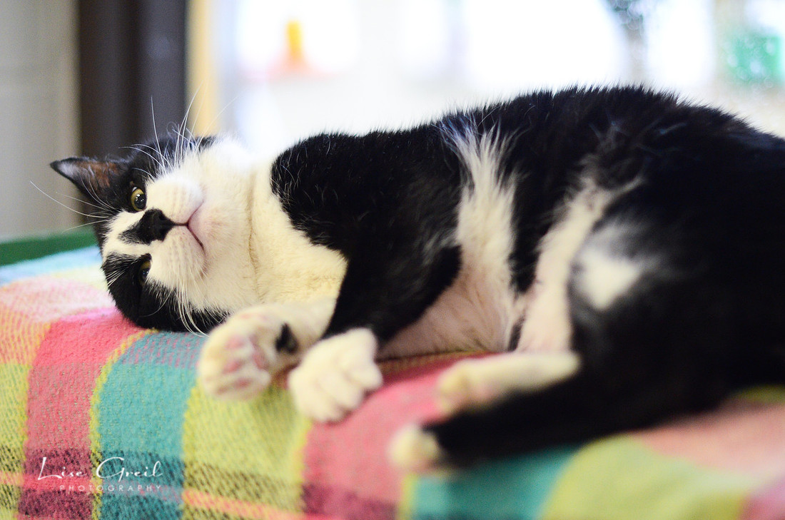 Chauncey