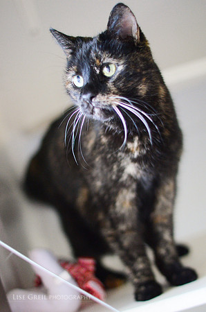 Prissy