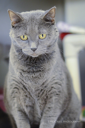 Smokey