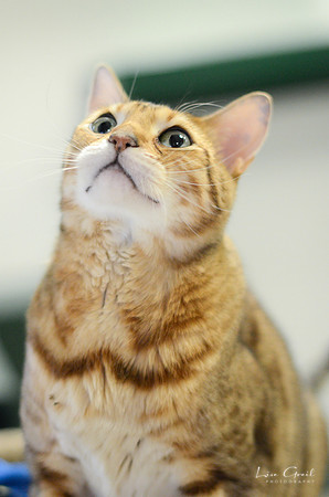 Sinbad