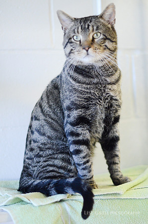 Cat King Cole
