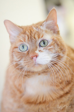 Garfield