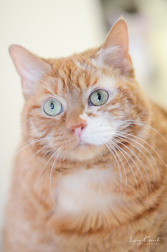 Garfield