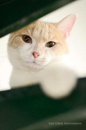 Kit