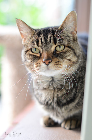 Lady Tuna Catserole