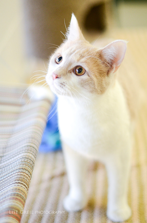 Kit