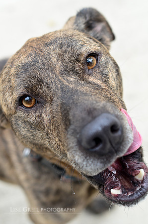 Cheyenne