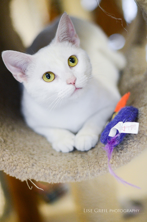 Nala