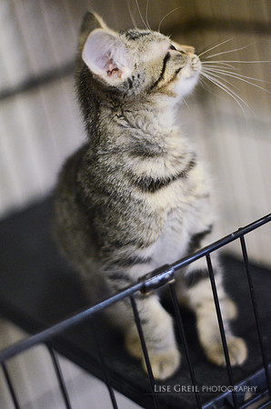 Pepper Pots