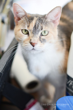 Kiki