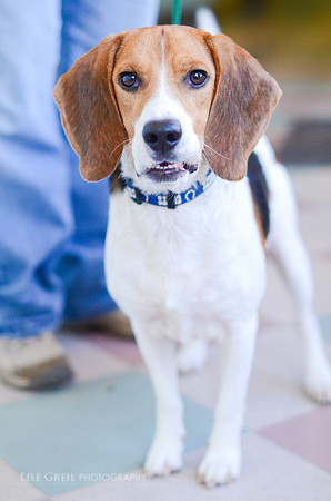 Huckleberry