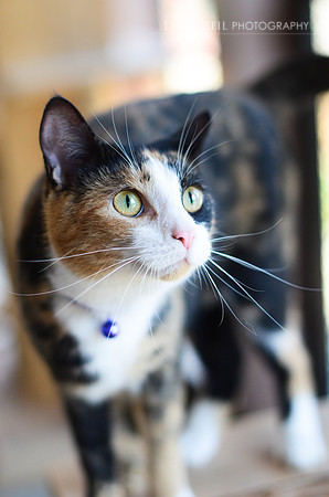 Libby