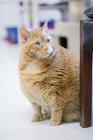 Garfield