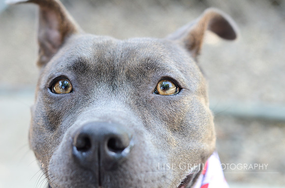 Trixie