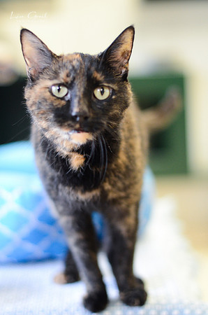 Tiki